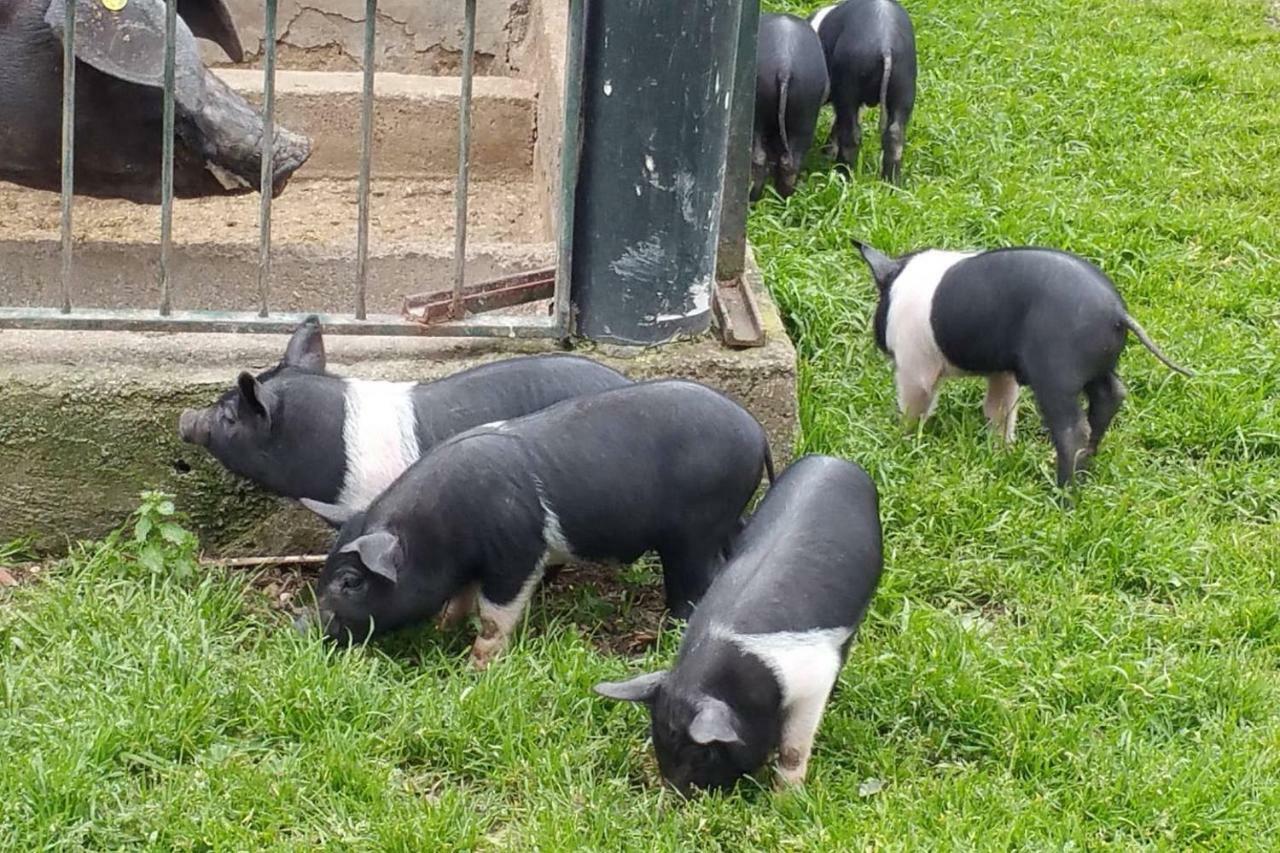Piccolo Casale A "Le Moline" In Una Vera Fattoria Vetralla Exterior foto