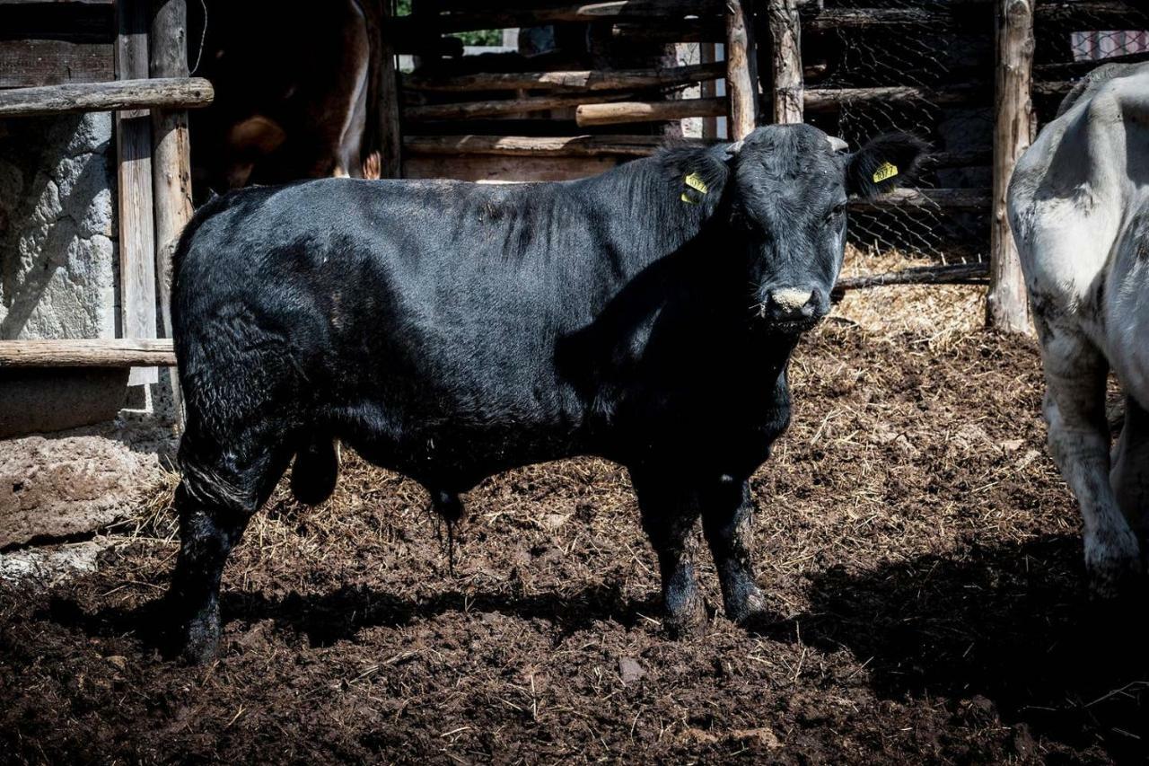 Piccolo Casale A "Le Moline" In Una Vera Fattoria Vetralla Exterior foto